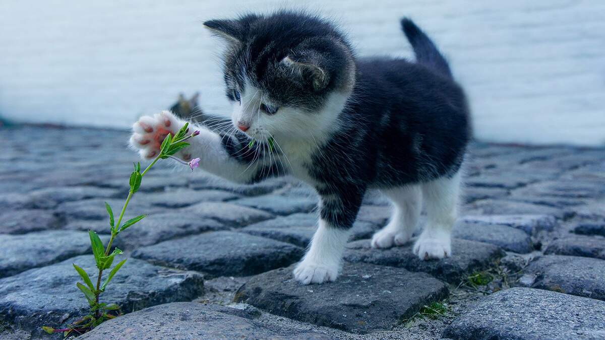 Gato Kawaii Felino Pequeno - Imagens grátis no Pixabay - Pixabay