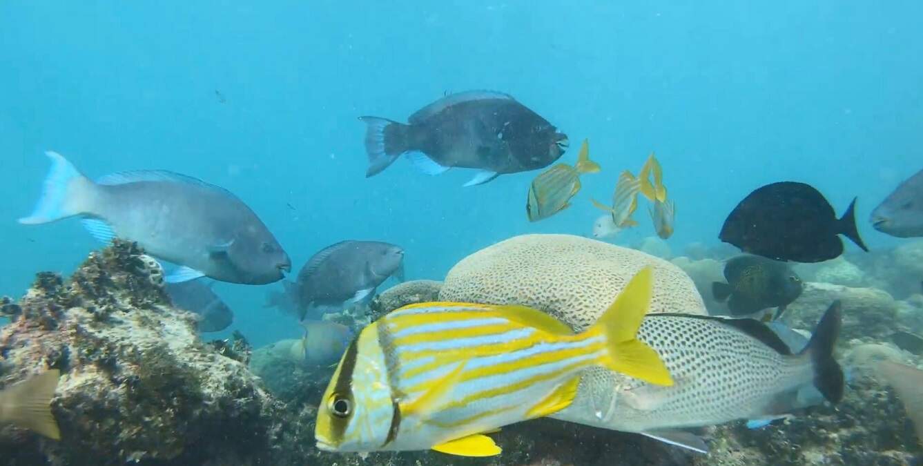 Série mostra beleza e diversidade marinha em Abrolhos, na Bahia