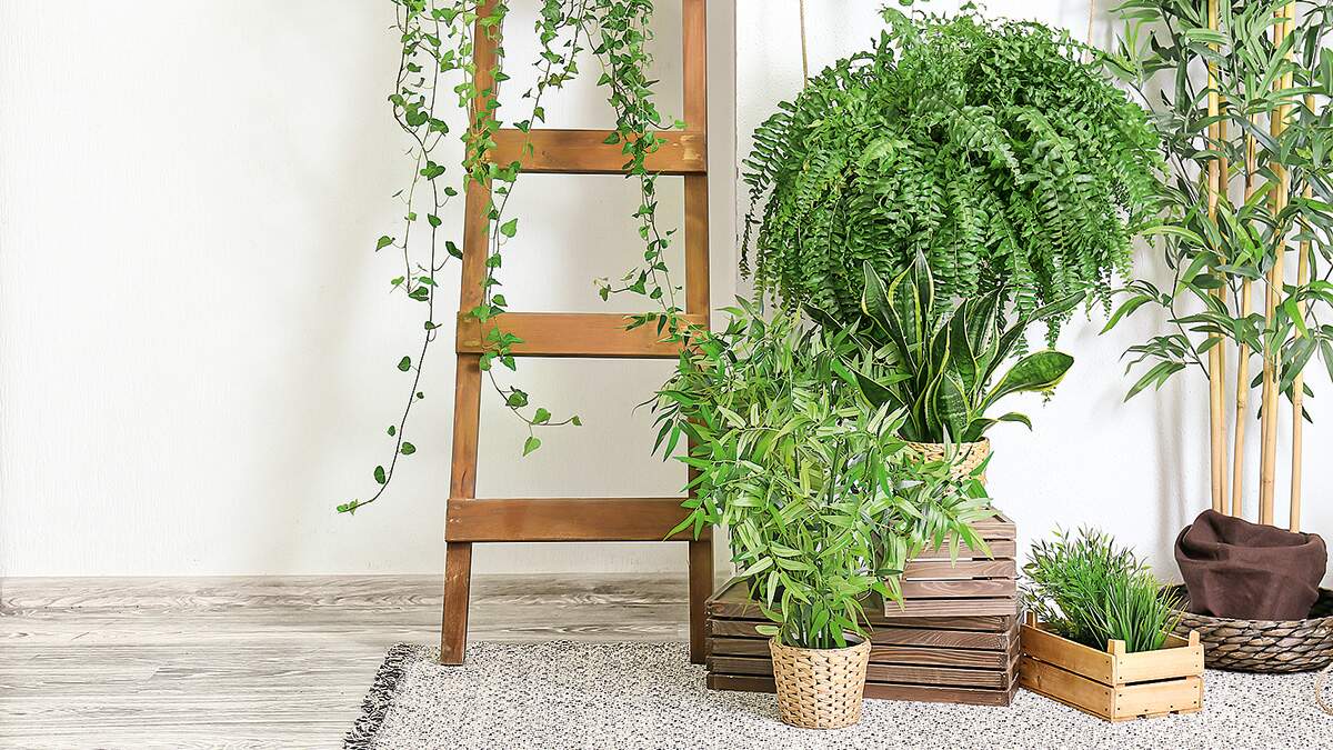 Dicas para montar seu espaço com plantas naturais
