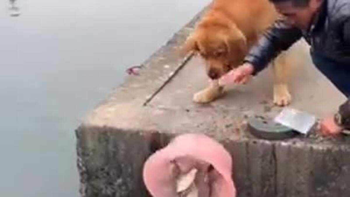 Cão impede que peixes sejam cortados e vídeo viraliza; assista