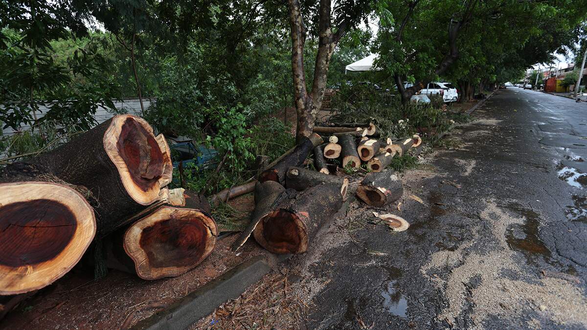 Falta de poda de árvores no Jardim Laranjeiras é alvo de reclamação