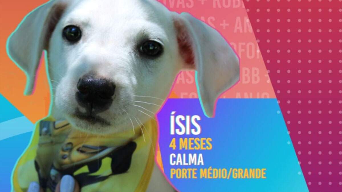 Prefeitura de Novo Hamburgo faz campanha de adoção de cães inspirada no 'BBB 22'