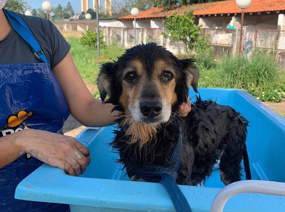 Cachorros do CCZ recebem banho de voluntários
