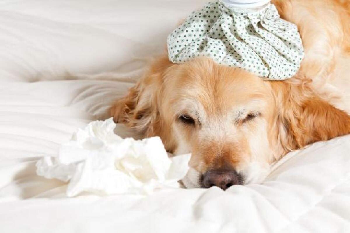 Frio, tempo seco e a chegada da gripe: cuidados na hora de cuidar do seu pet