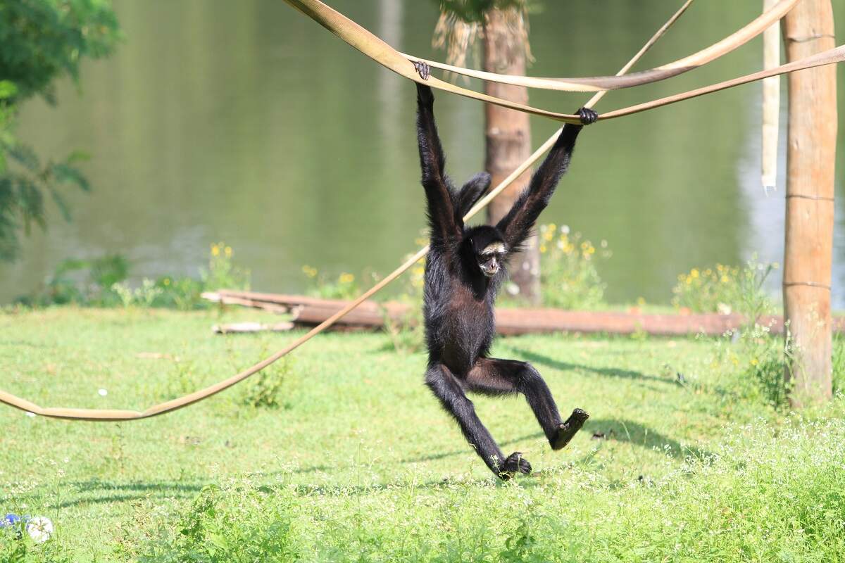 Macaco-aranha é a moradora mais idosa do GramadoZoo