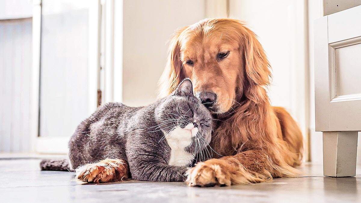Pets podem sim conviver em harmonia
