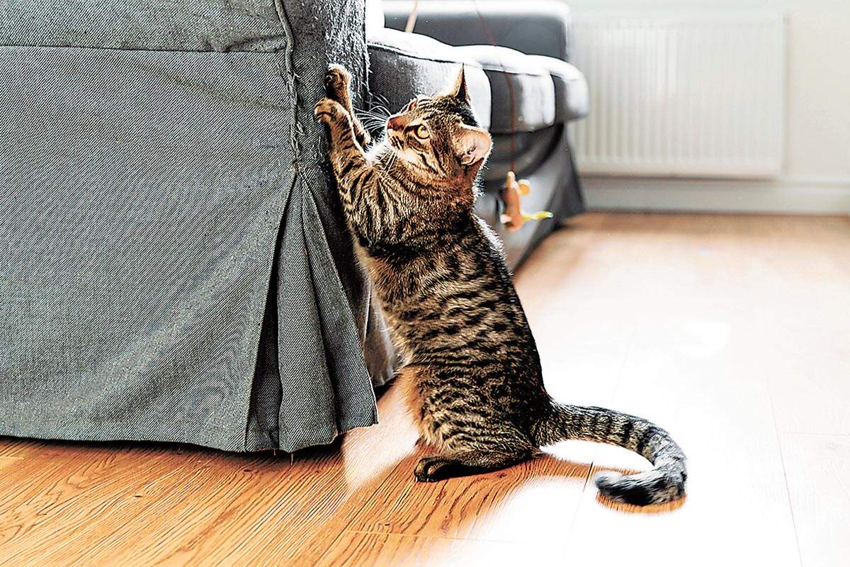 Gatos arranhando sofá: confira o porquê e dicas para redirecionar o comportamento