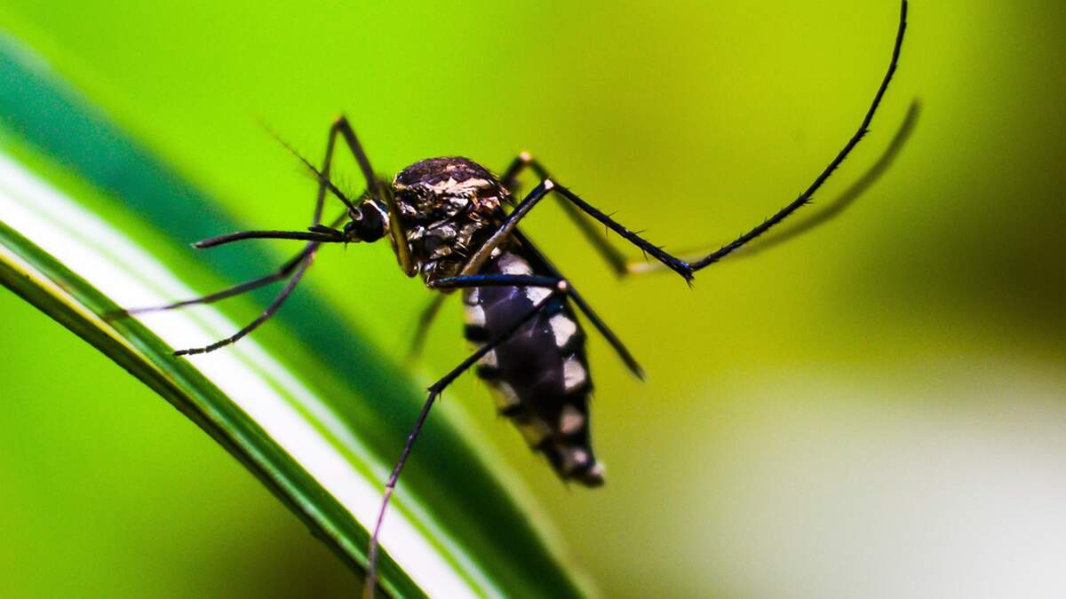 Sumaré registra primeira morte por dengue neste ano