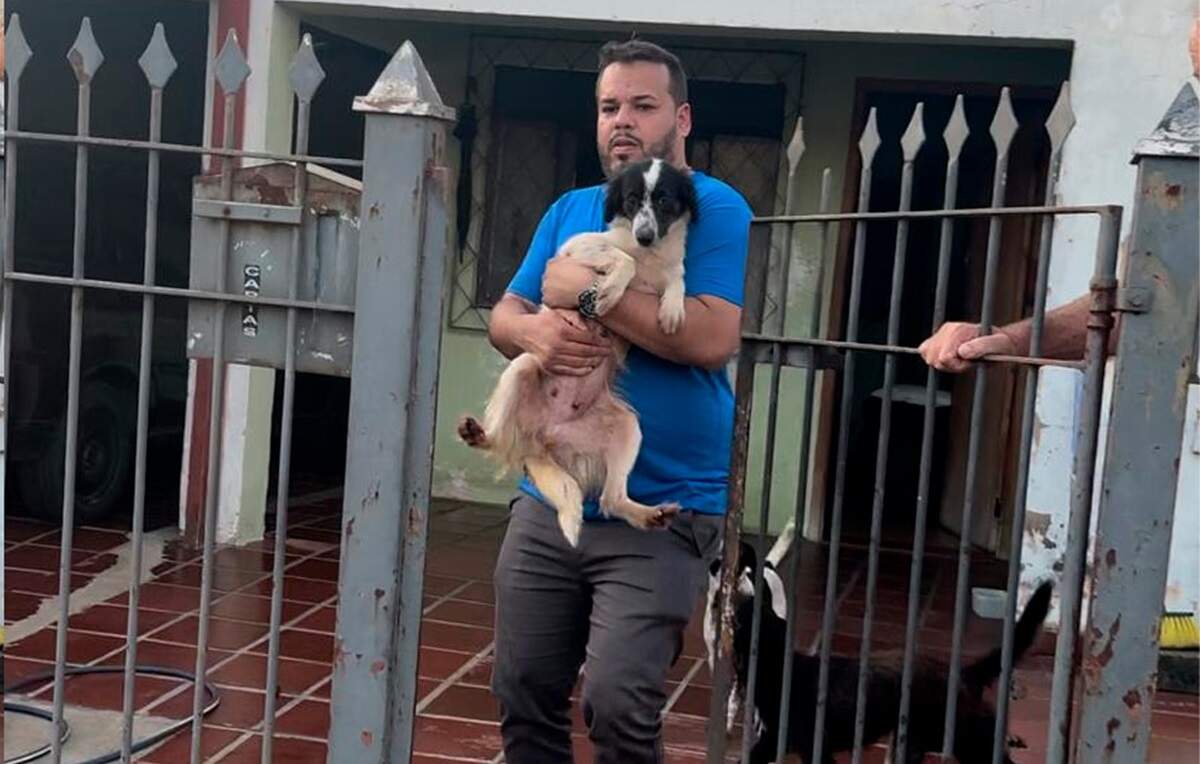 Dez cães em situação de maus-tratos são localizados em casa no Centro de Sumaré