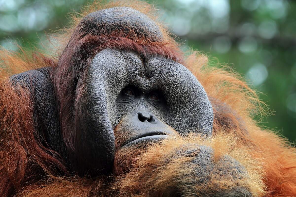 Malásia anuncia plano de doação de orangotangos para quem comprar óleo de palma