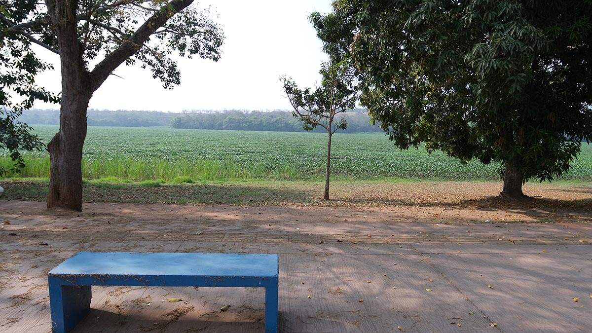 Aguapés escondem represa na orla da Praia dos Namorados, em Americana