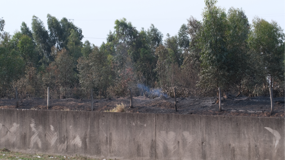 Incêndio atingiu área de 80 mil metros quadrados em Nova Odessa