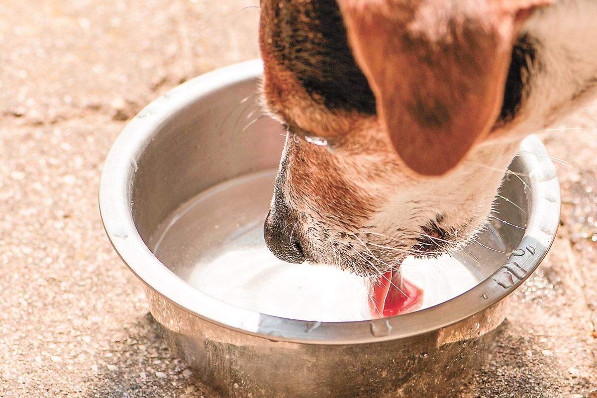 Como proteger os animais domésticos durante as ondas de calor e o clima seco