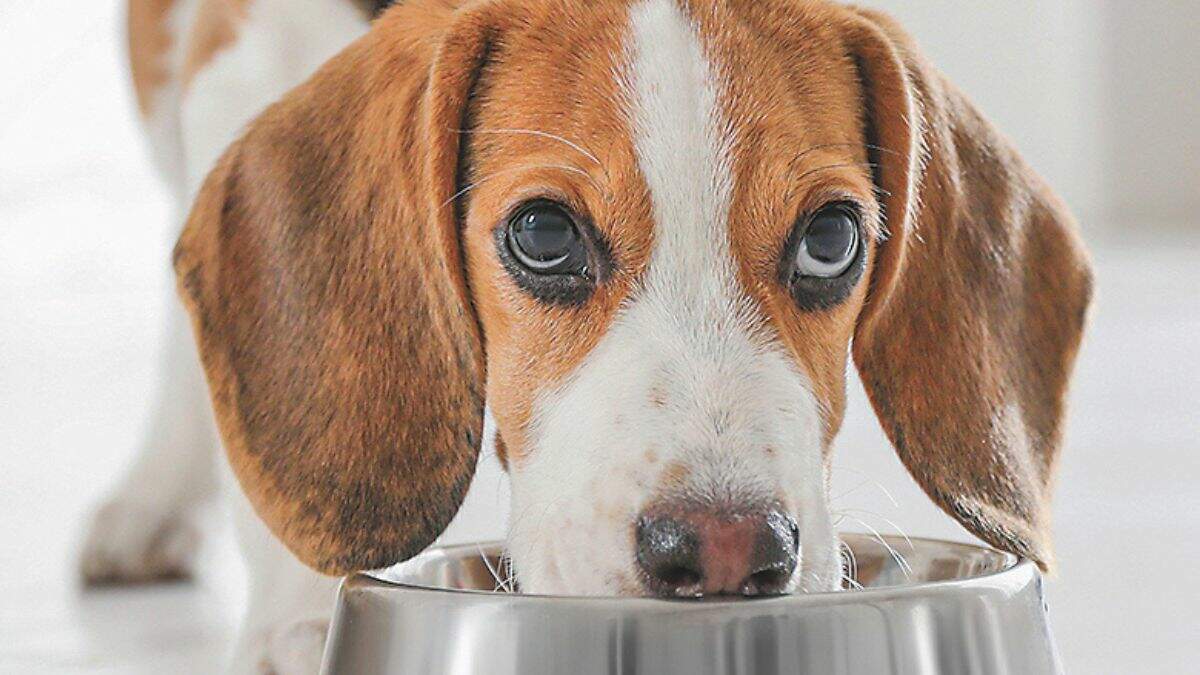 Confira dez alimentos que os cachorros não podem comer; veja os riscos