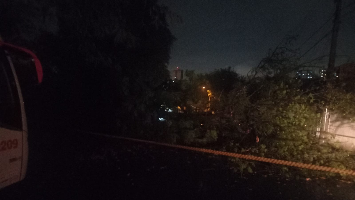 Chuva derruba árvore de grande porte no Jardim Residencial Mariana, em Santa Bárbara