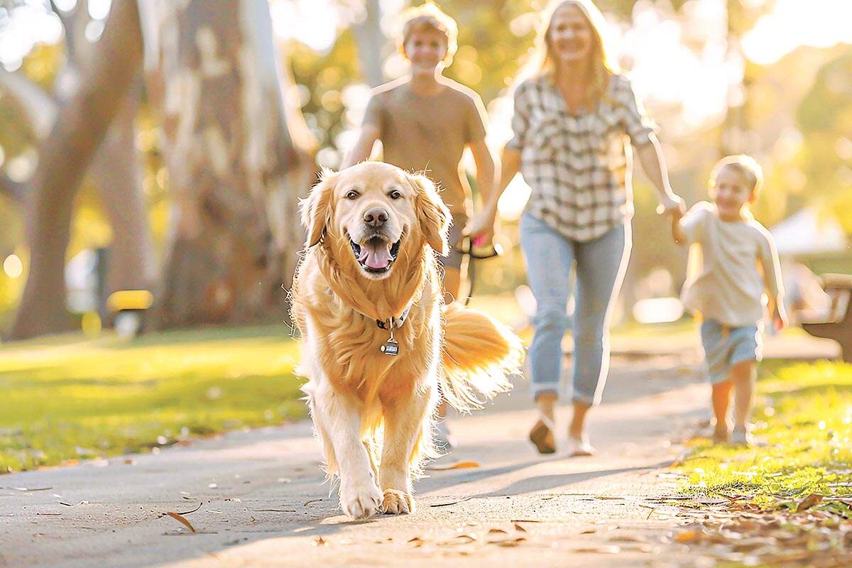 Pensão e guarda compartilhada no universo dos pets