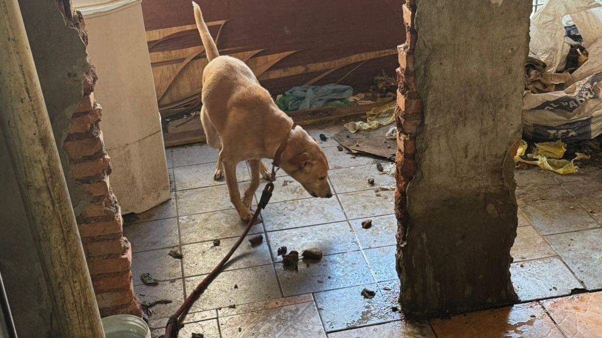 DIG prende duas mulheres por maus-tratos contra animais na região de Nova Veneza, em Sumaré