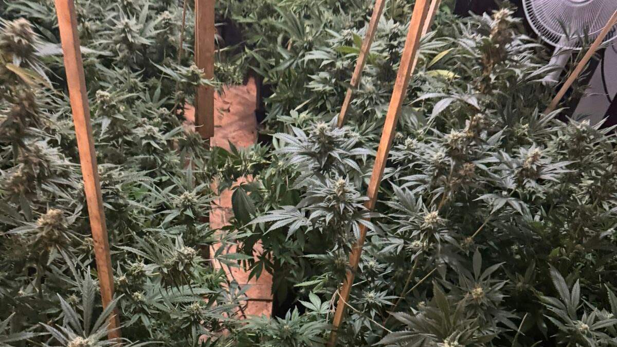 DIG de Americana descobre casa de cultivo de maconha que abastecia o Estado de São Paulo